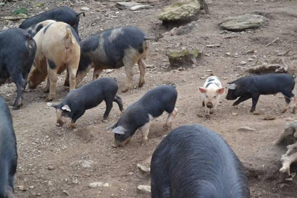 Ferme U San Martinu Bed & Breakfast Sisco Ngoại thất bức ảnh